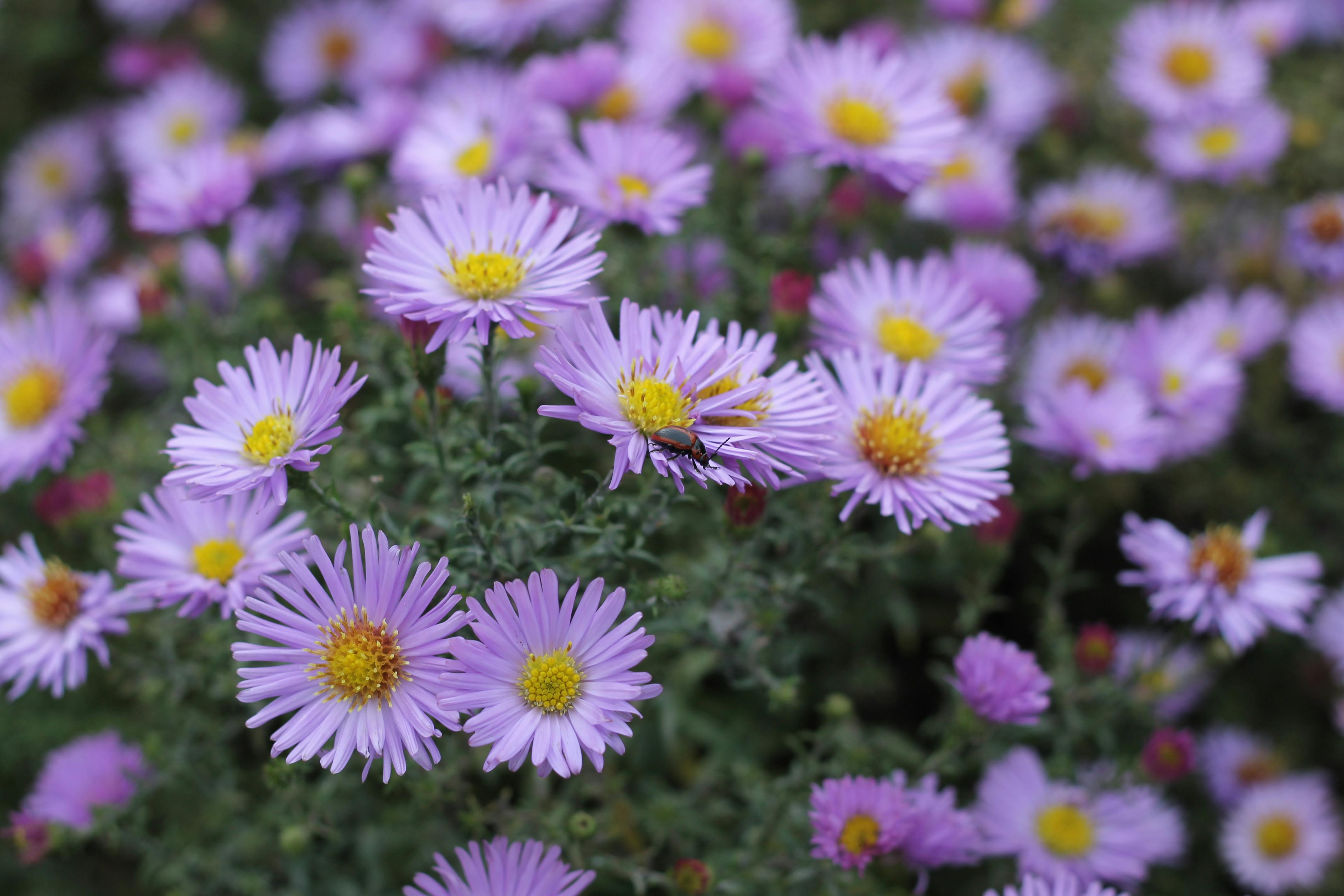 Daisy-like lavender-blue flowers with yellow centers.