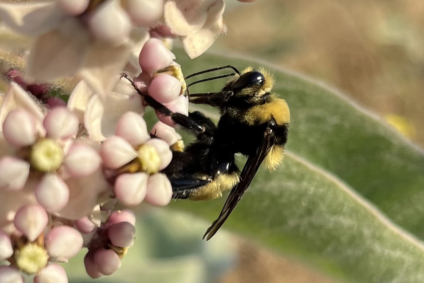 A Crotch's Bumblebee is perched on a cluster of native milkweed.