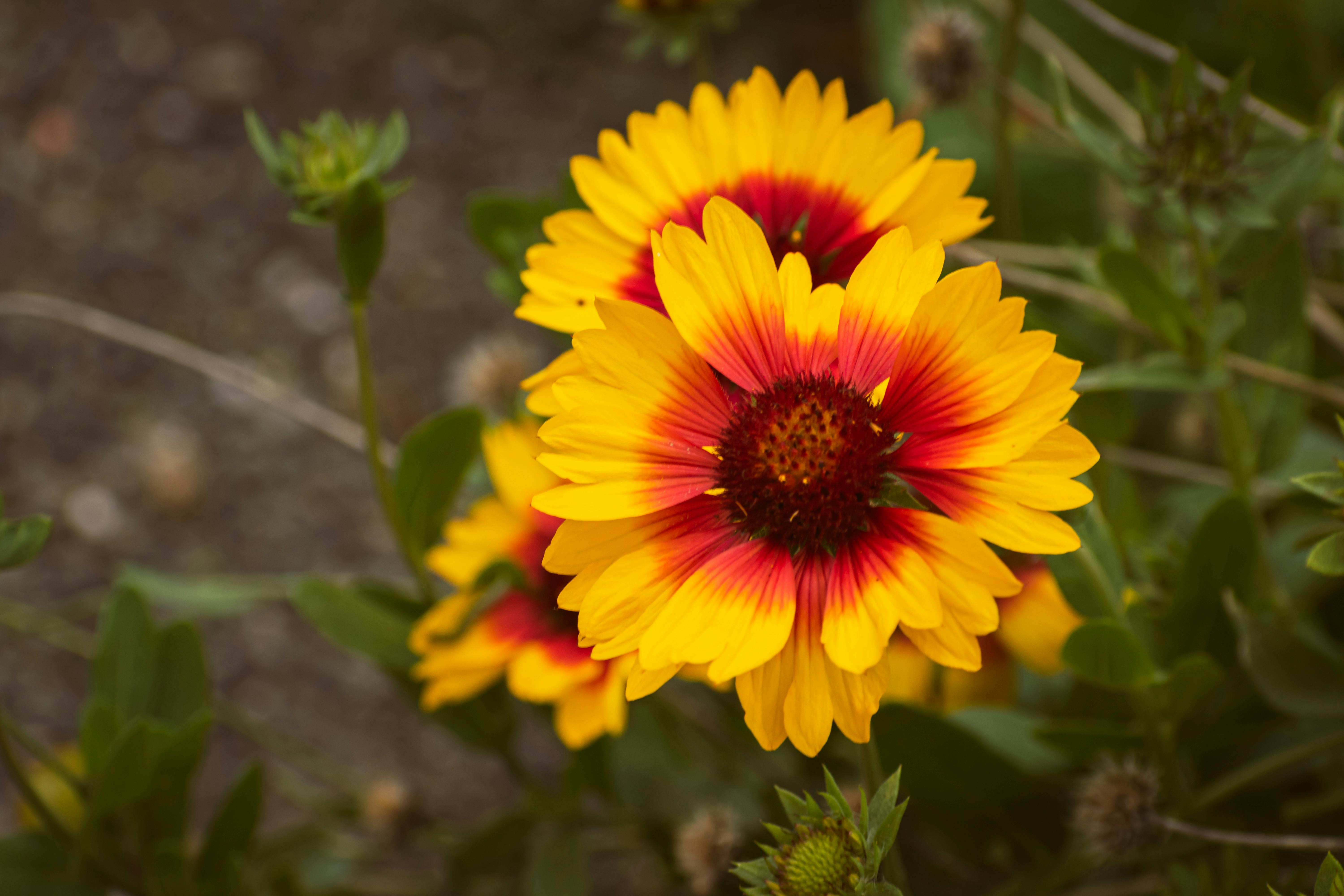 Daisy-like flowers with fiery red centers surrounded by bright yellow-tipped petals.