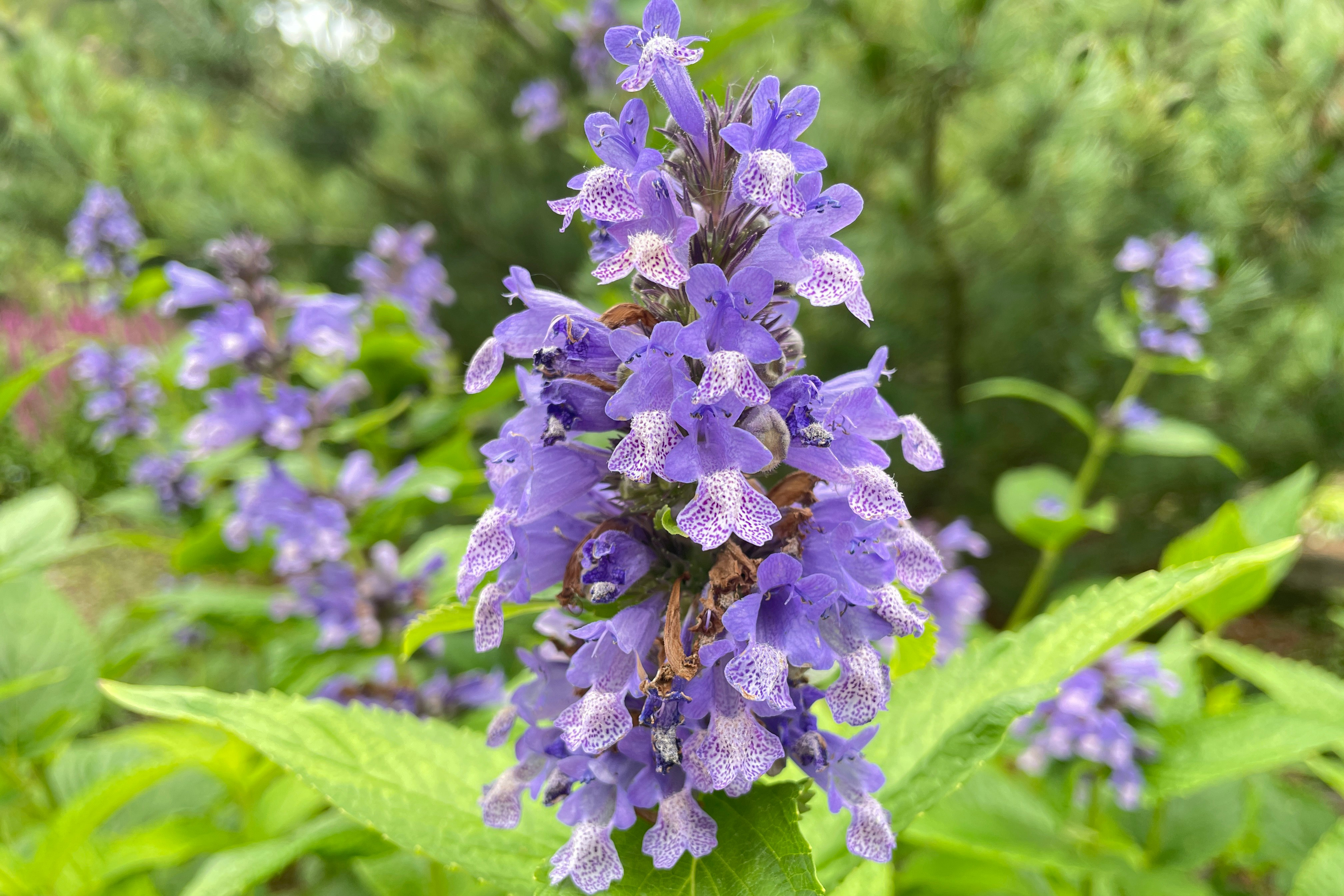 Gray-green foliage topped with spikes of small, lavender-blue flowers.