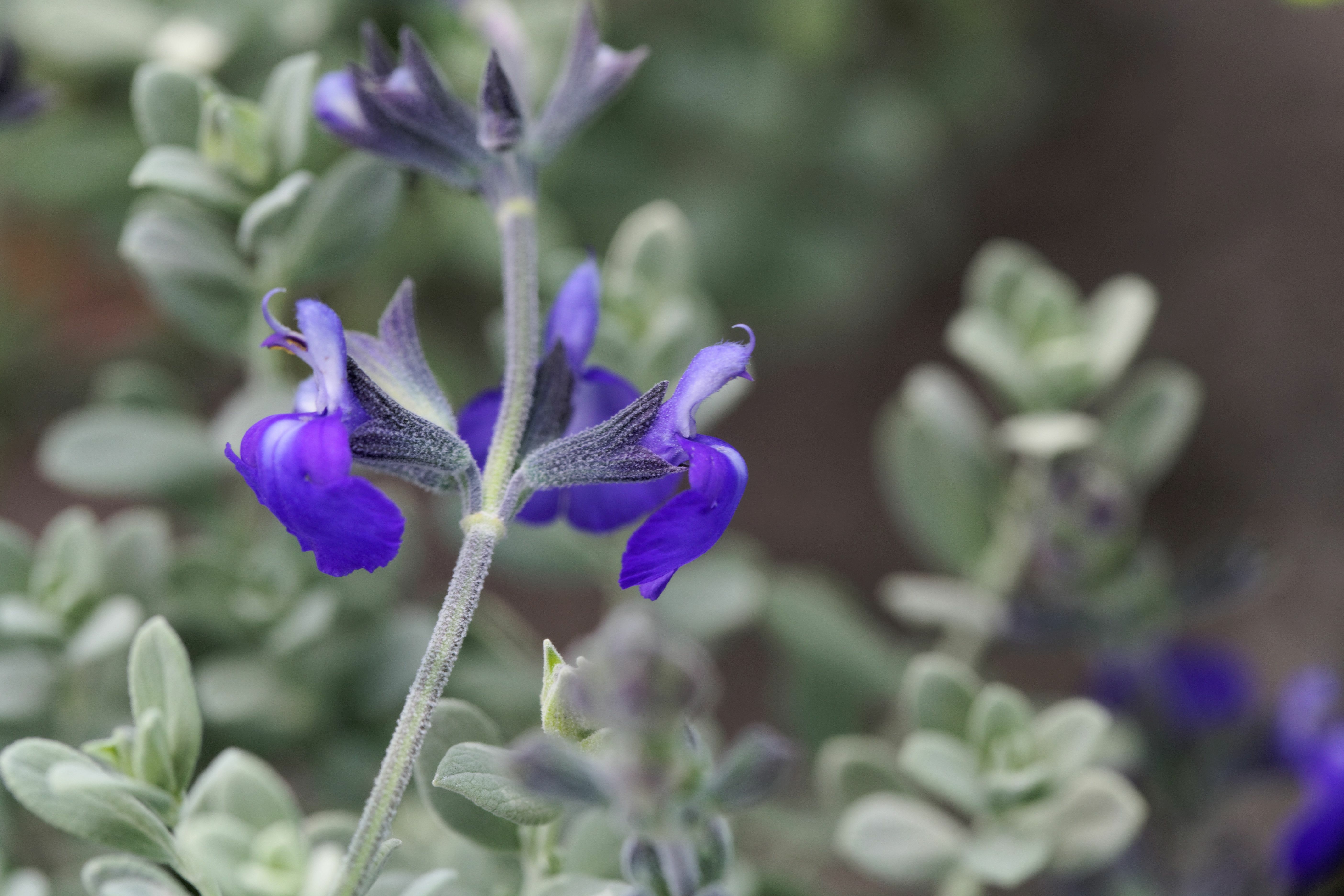 Compact shrub with silvery leaves and small, vivid blue flowers.