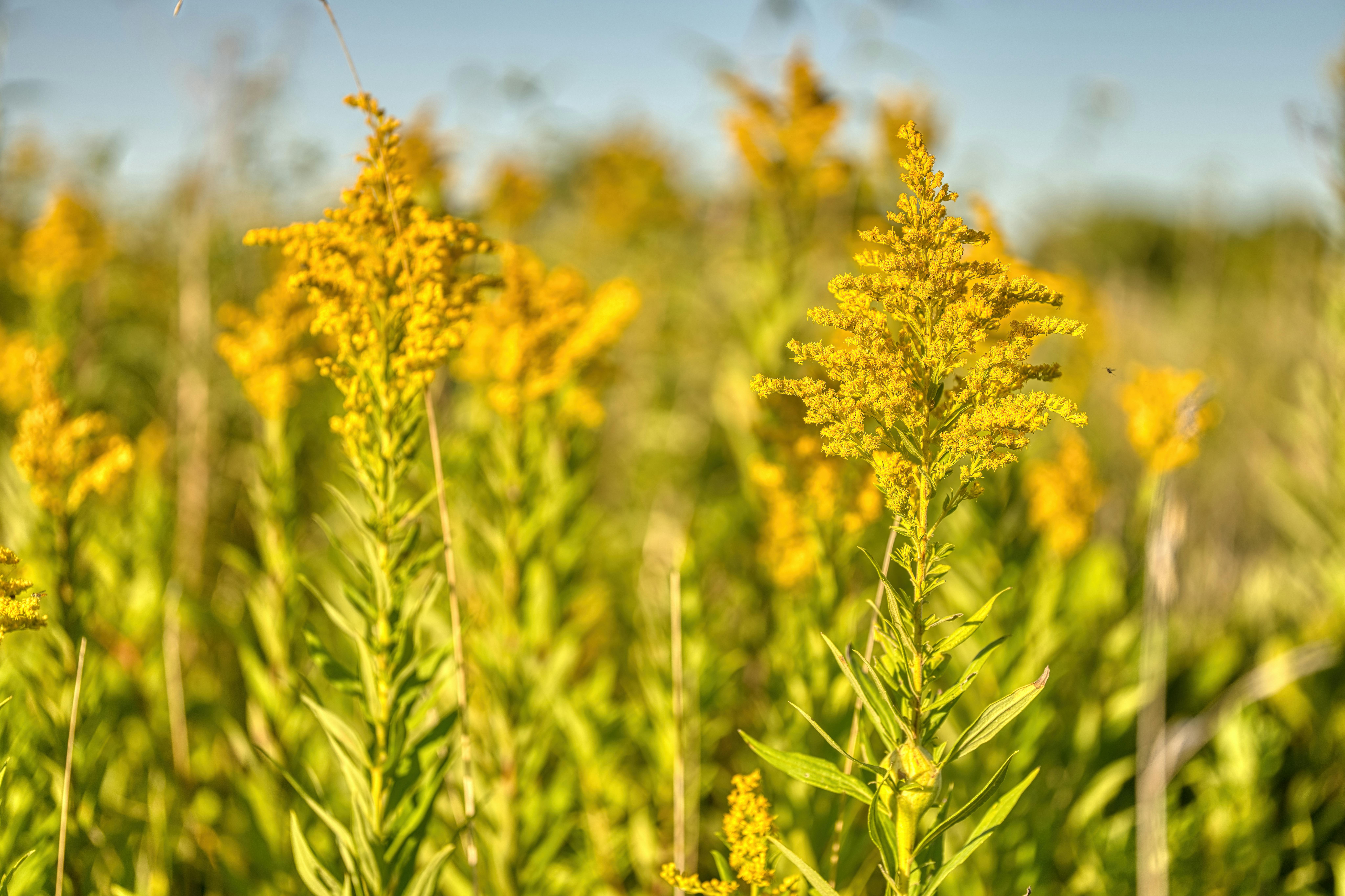 Tall, arching stems adorned with feathery clusters of bright yellow flowers.