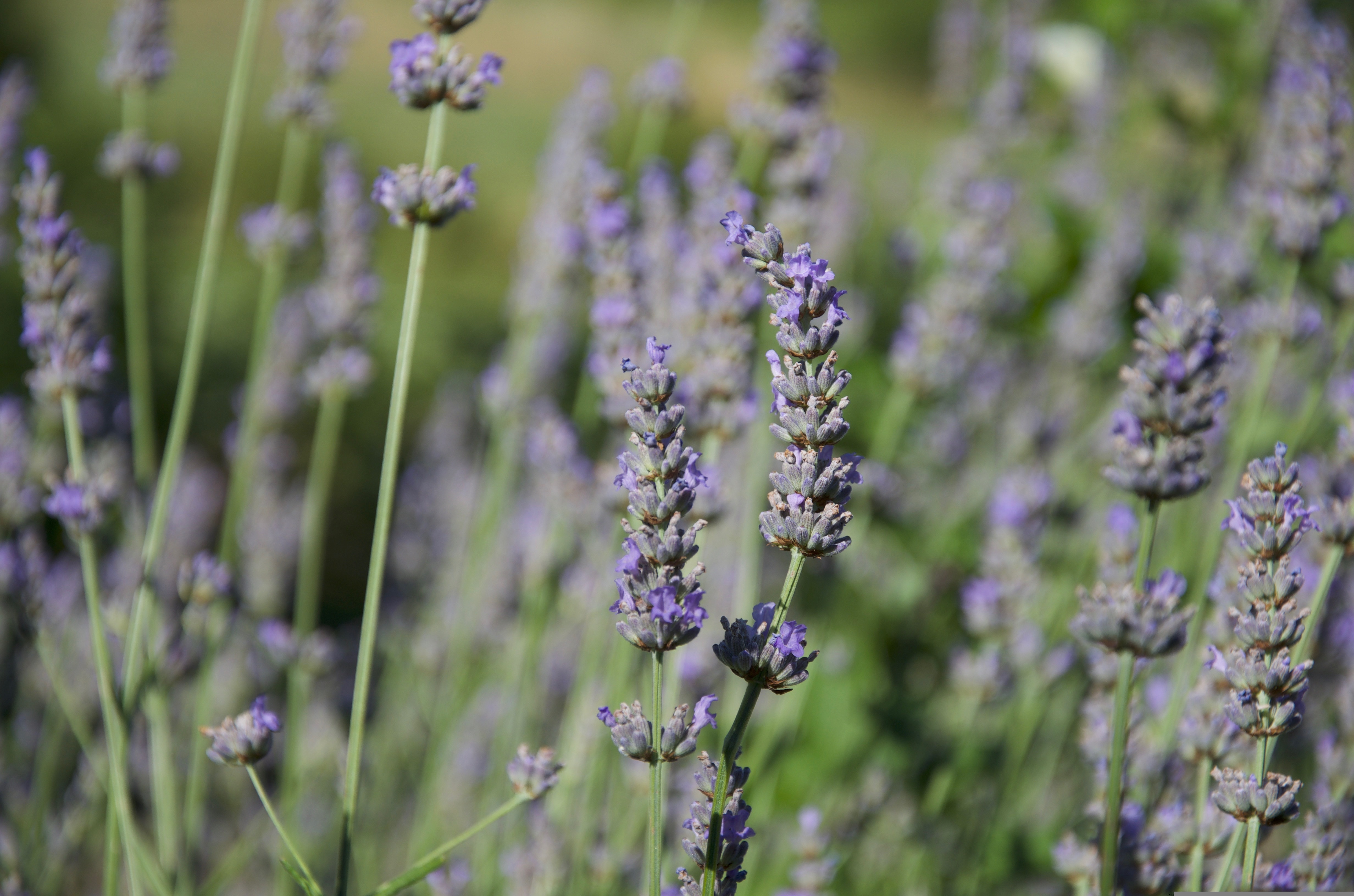 Bushy plant with silver-gray foliage and slender spikes of fragrant purple flowers.