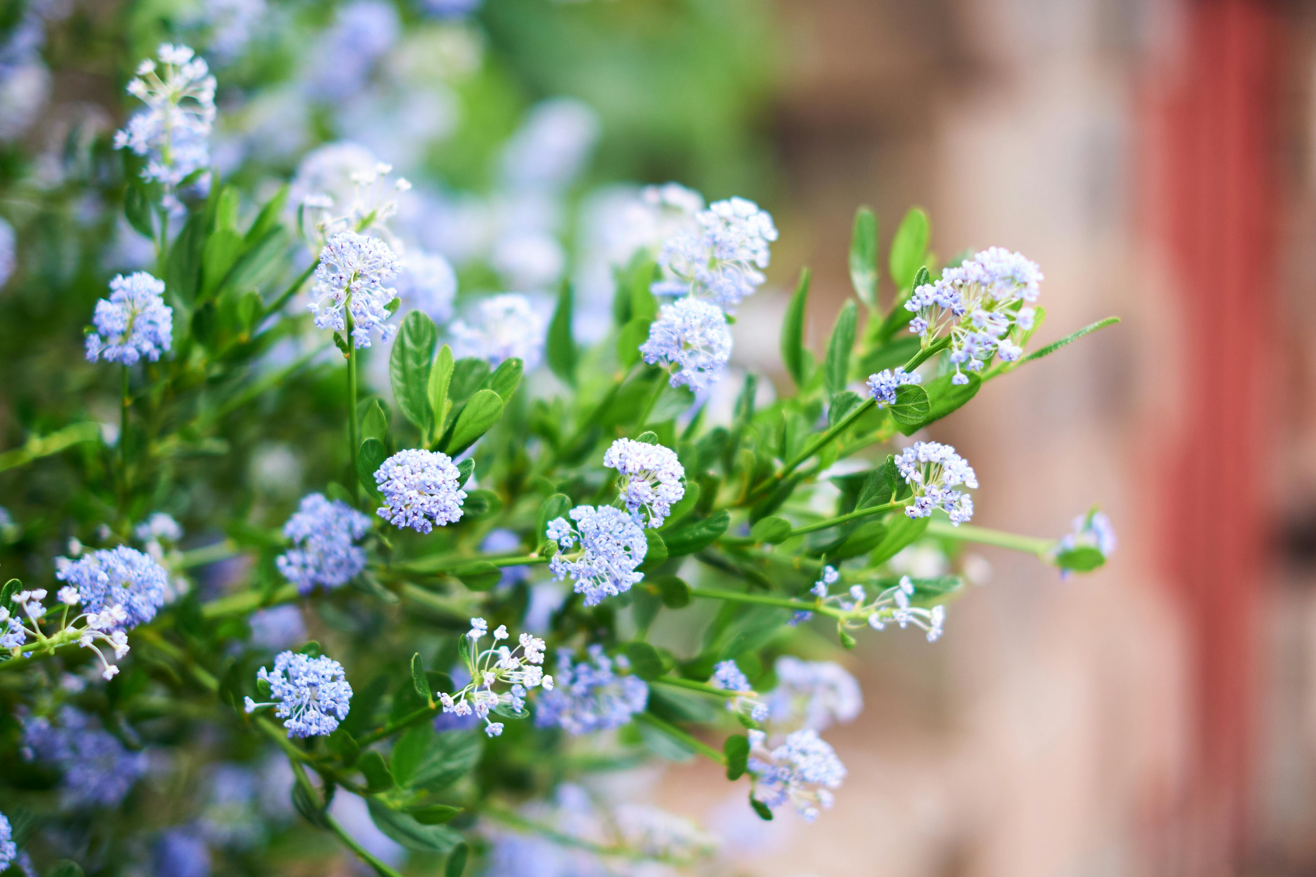 Evergreen shrub with glossy green leaves and clusters of fragrant, vivid blue flowers.