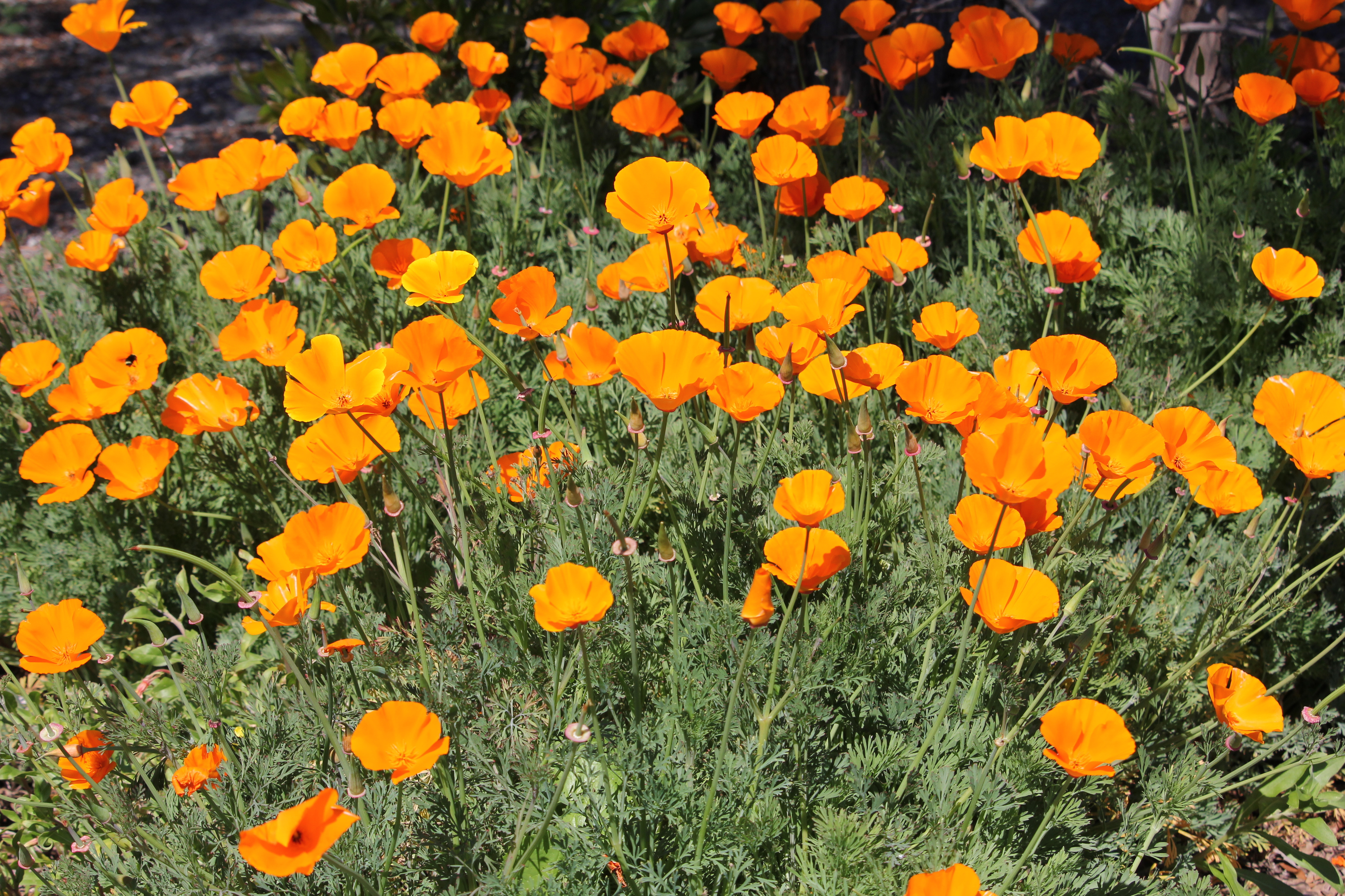 Delicate, fern-like foliage with silky, cup-shaped orange flowers.