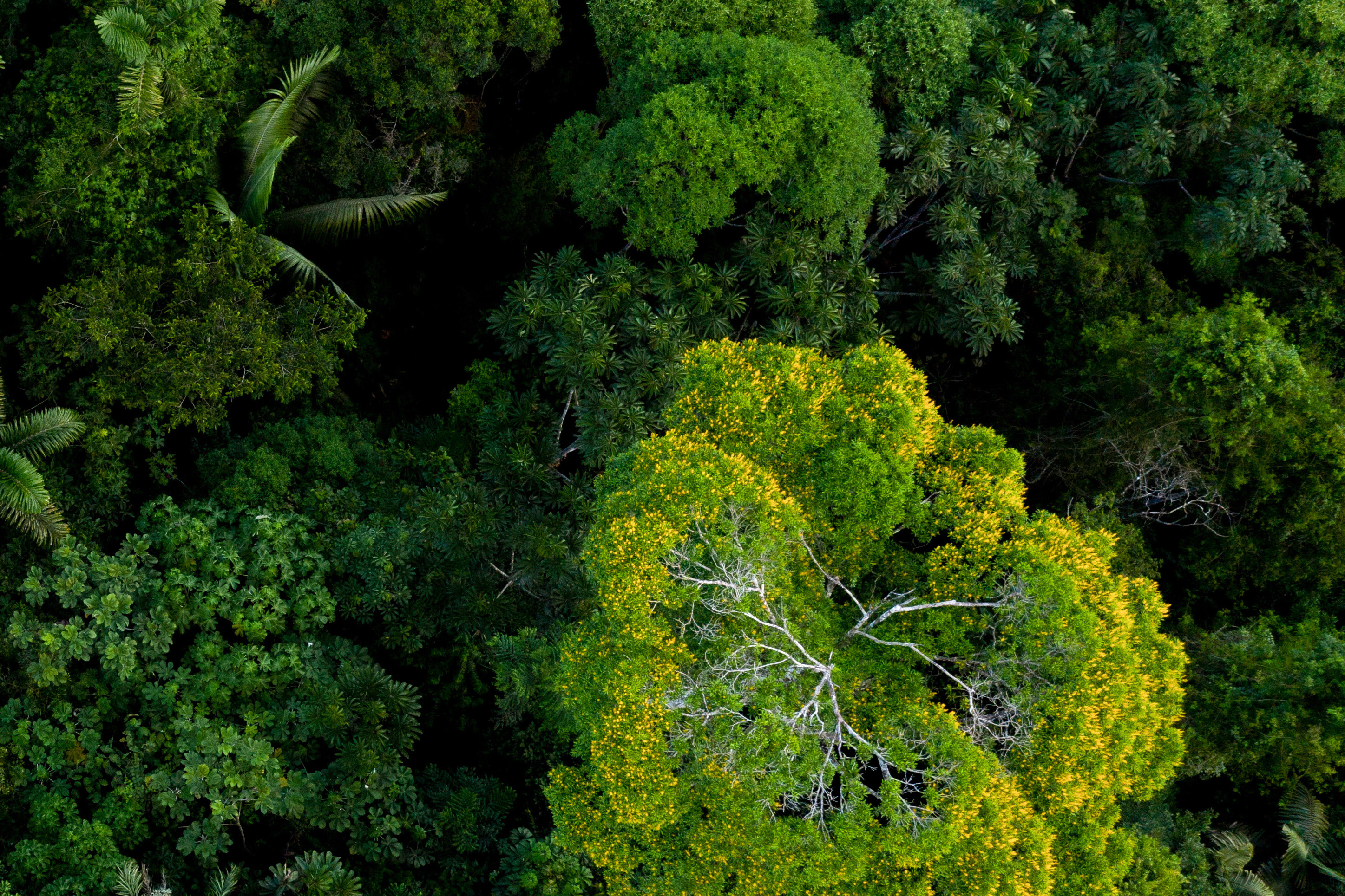 Overhead view of a vibrant, green rainforest.