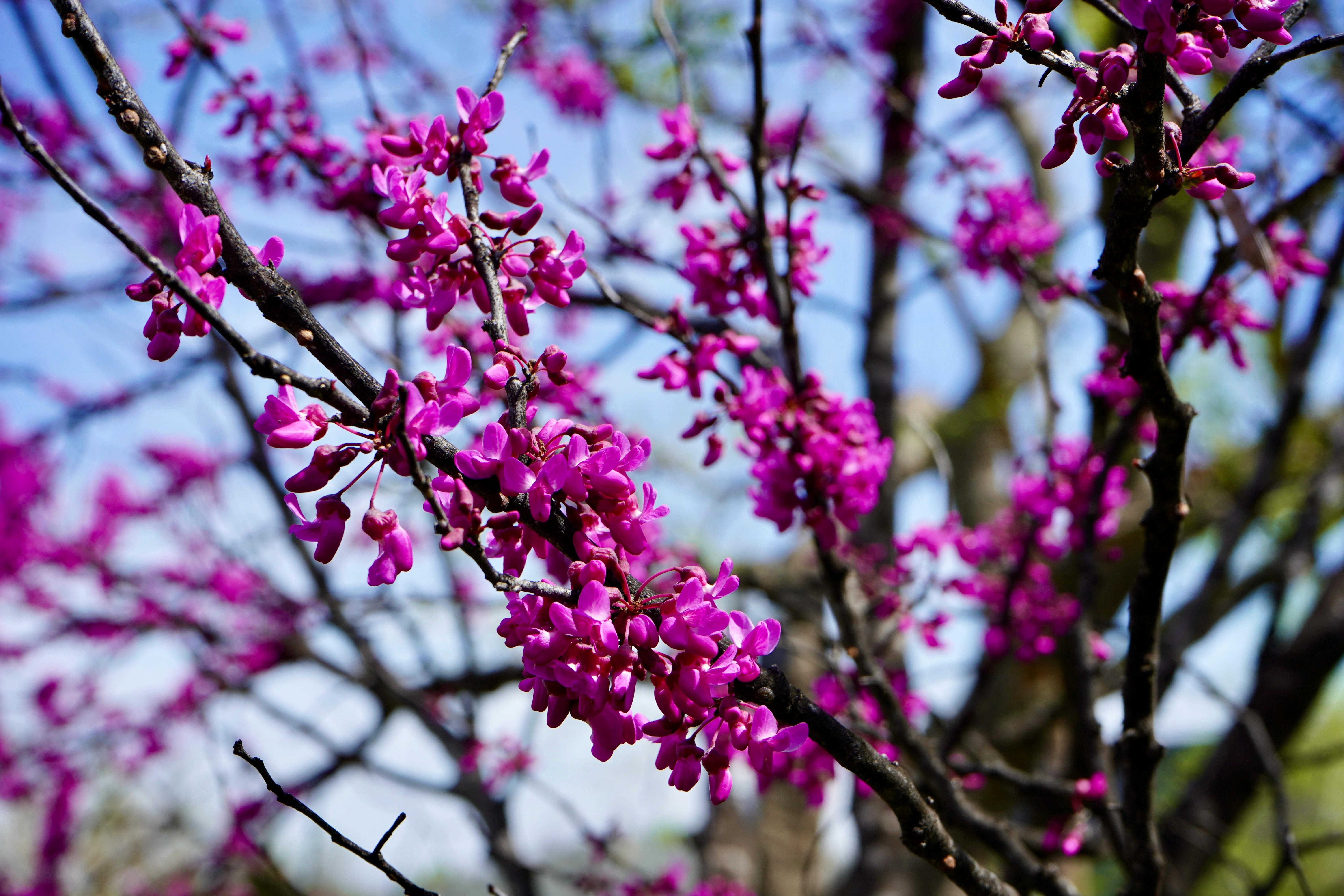 Deciduous shrub with heart-shaped leaves and clusters of bright pink-magenta flowers in spring.