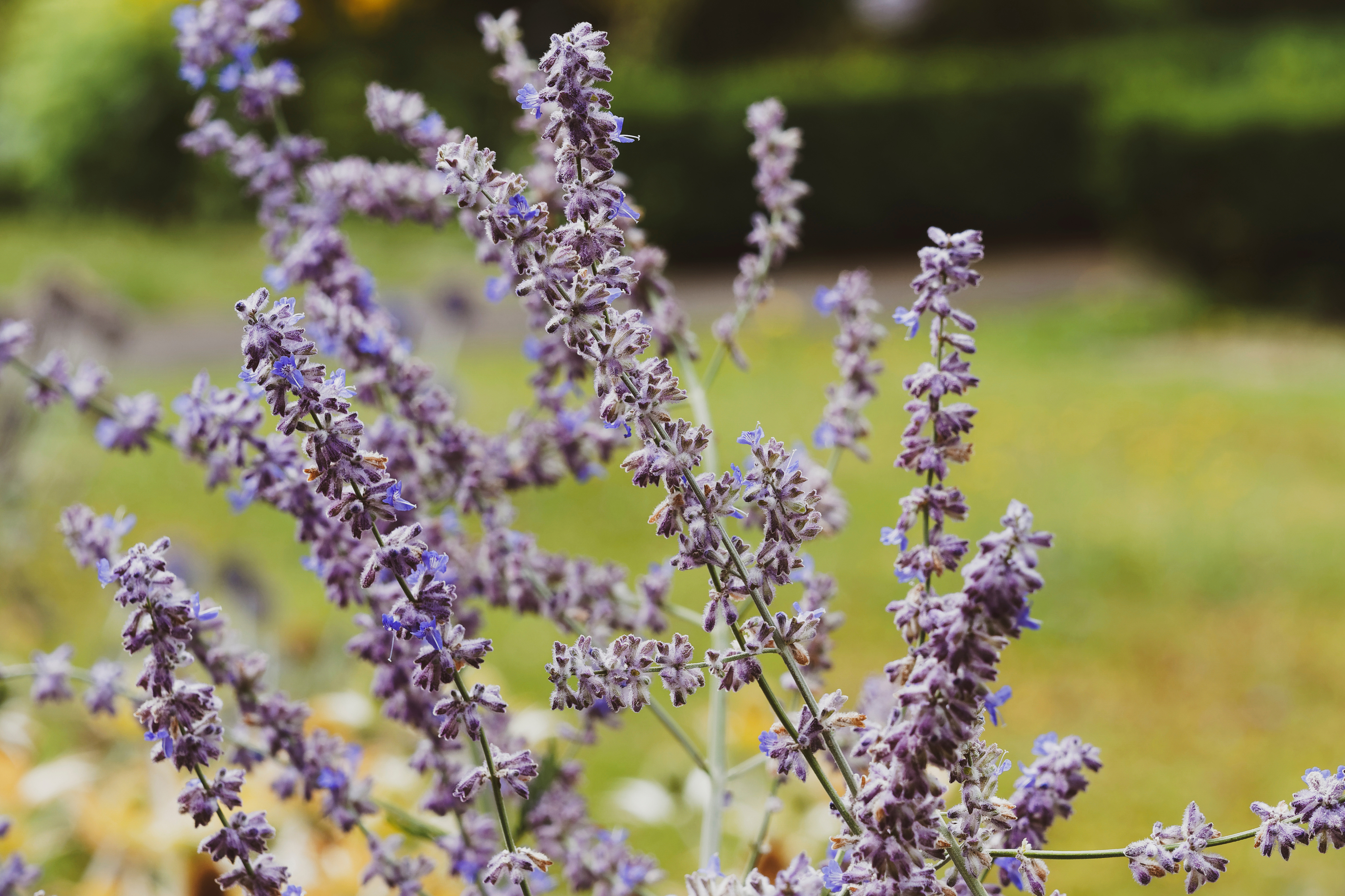Woody stems with silver-gray foliage and spires of small, lavender-blue flowers.